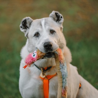 КОРРЕКЦИЯ ПОВЕДЕНИЯ СОБАК