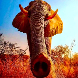 БЕСКРАЙНЯЯ ПЛОТЬ