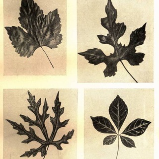 СТРАДАНИЕ ЛОЗЫ