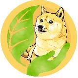 SAFE DOGE COIN | SDC