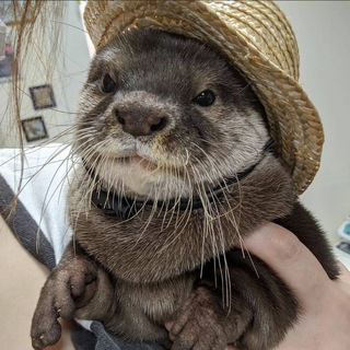 ВЫЫДРЫЫЫ (ВЫДРЫ/OTTERS)