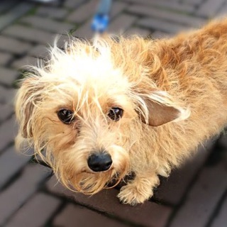 СОБАКА РЕМБРАНДТ