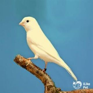 КАНАРЕЙКА_УЗБ