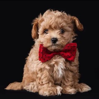 MALTIPOO MOSCOW