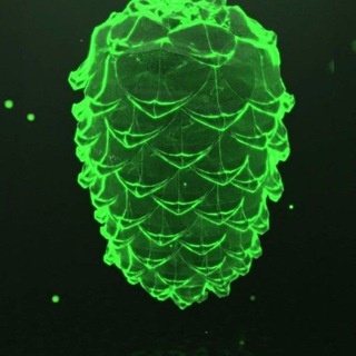 ШИШКИН ЛЕС LIVE