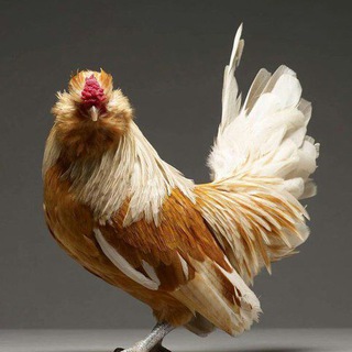 ПТИЦЕВОДСТВО, САД, ОГОРОД, РЕЦЕПТЫ.