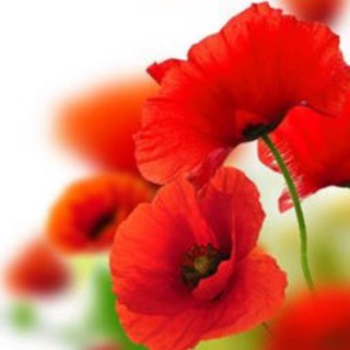 АДГЕЗИЯ_63POKUPKI