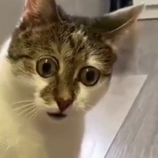 СМЕШНЫЕ ВИДЕО ПРО ЖИВОТНЫХ