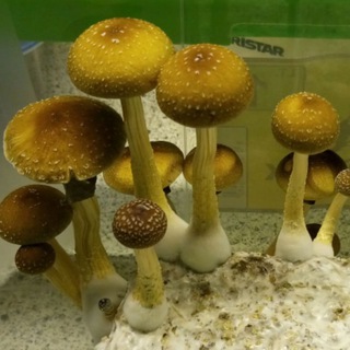 ПОДВАЛЬЧИК МИКОЛОГА