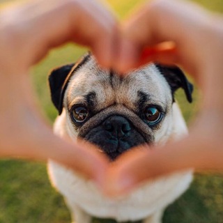 МОПСОМАНИЯ