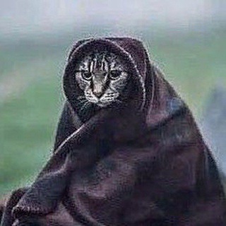 КОТ СКРИПАЛЕЙ (Z)