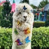 ALPACA.PARK