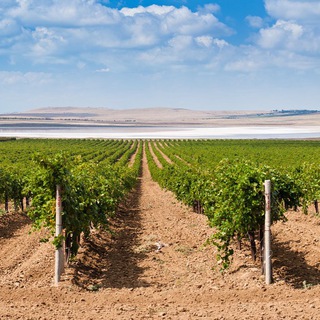 ВИНОДЕЛЬНЯ «КУБАНЬ-ВИНО»