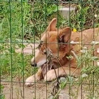 В ДОБРЫЕ РУКИ