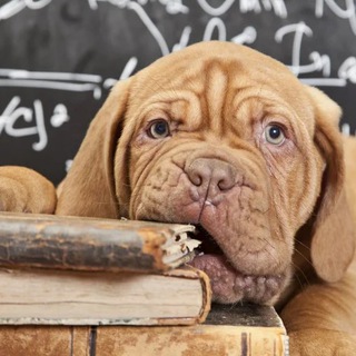 ЭТИ ЗАБАВНЫЕ ЖИВОТНЫЕ