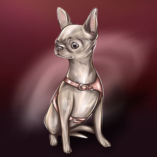 ЩЕНКИ ЧИХУАХУА.РУ