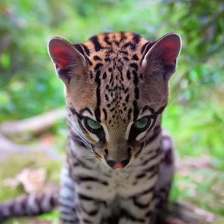 ПОЗНАВАТЕЛЬНАЯ ПЛАНЕТА