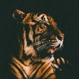 TIGER.MUZ