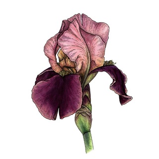 @KAT_KAZAKOVA_ART АКВАРЕЛЬ И ГРАФИКА