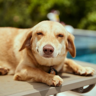 ИСТОРИИ ДЛЯ СМОЛ ТОКОВ ОТ ЛЫЖИНА