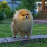 PUPPY POMERANIAN