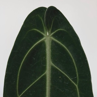 РАСТЕНИЯ СПБ