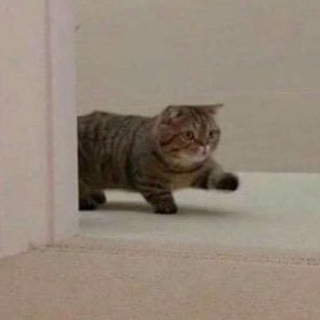 ТОЛСТЫЕ КОТЫ