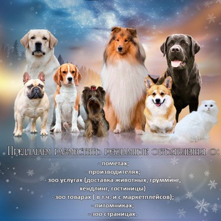 МИР СОБАК OFFICIAL