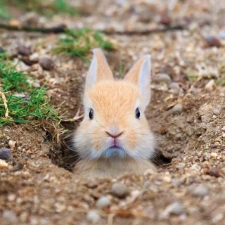 ЗАЯЧЬЯ НОРА