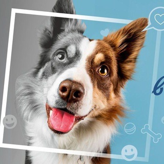 FAUNA_GORODA