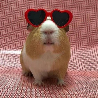 МОРСКИЕ СВИНКИ