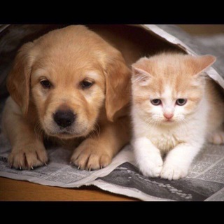 ХВОСТИКИ_САХАЛИН