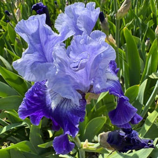 МАРИНАРИ ПРО МУКОВИСЦИДОЗ