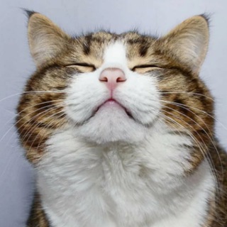 НЕ ПРОЛЮБИ ХАЛЯВУ