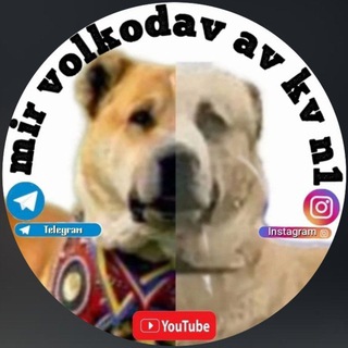 МИР ВОЛКОДАВ АВ КВ N1