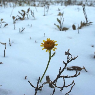 СИНДРОМ АТОМА