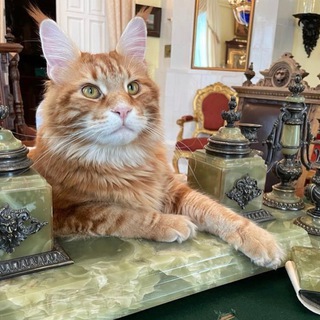 КОТ ВЛАДЫКА