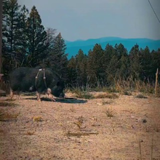 СВИНЯТОР  PIGGY МИНИПИГИ MINIPIGGY ПОРОСЯТА