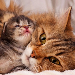 КОШЕЧКИ-КОТЯТА МУР