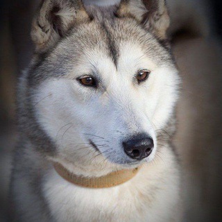 ЛАЙКИ ЛАЙКИ