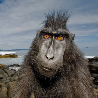 ОЧЕНЬ СМЕШНЫЕ ЖИВОТНЫЕ