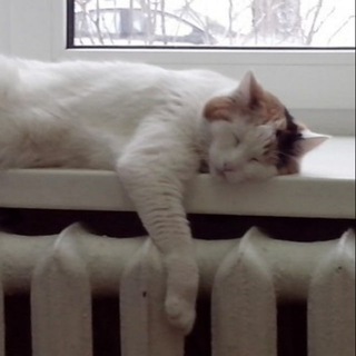 ПАТОФИЗИОЛОГИЯ.