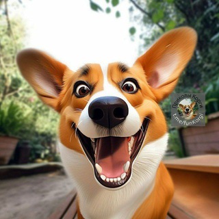 ПРИКОЛЫ КОРГИ