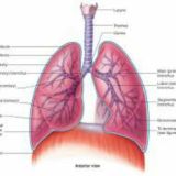 RESPIRATORY SYSTEM