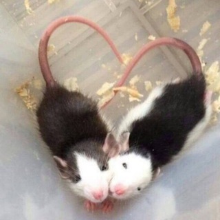 КРЫСИНЫЙ РОЙ ЮЖНОГО ФД