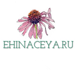 EHINACEYA_CLINIK