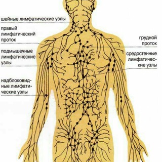 ЛИМФА (ЧИСТАЯ ВОДА)
