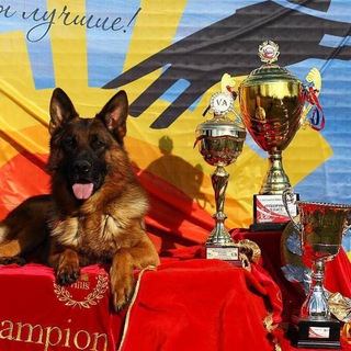 МОНО Н/О | НЕМЕЦКИЕ ОВЧАРКИ − ВЫСТАВКИ