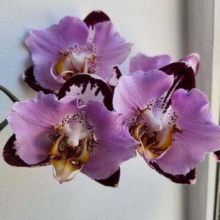 ОРХИДЕИ