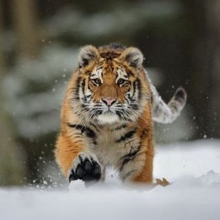 КАМЧАТКА